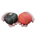 Hybrid F1 red 500gr weight  baby pumpkin seeds 50seeds/bag